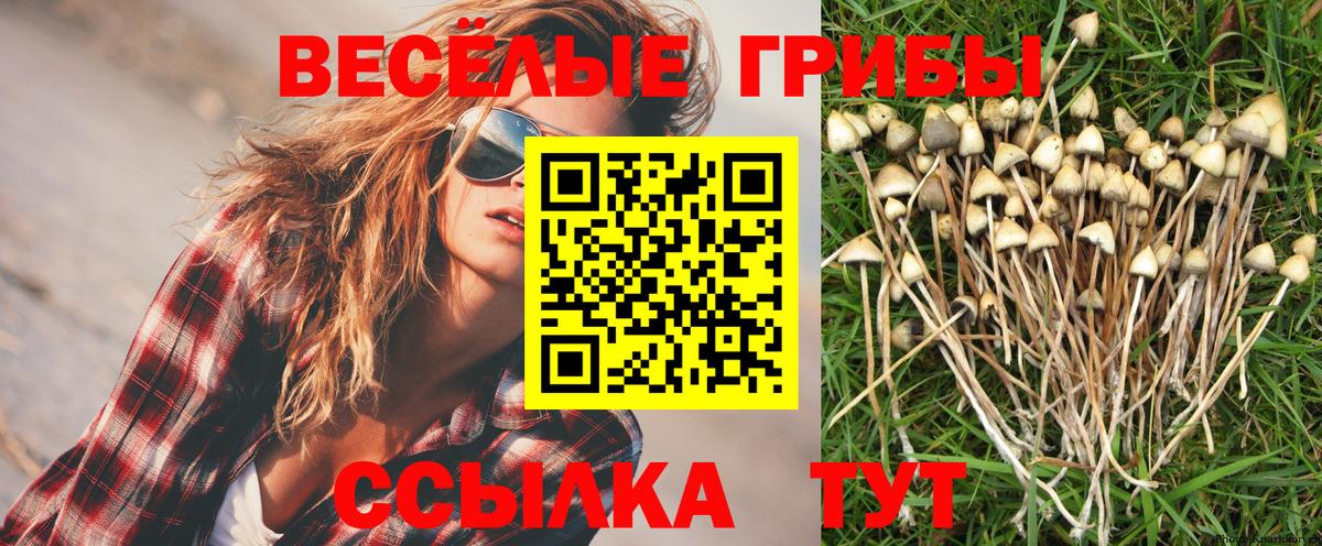 Вятские Поляны  Псилоцибиновые грибы MAGIC MUSHROOMS  Вход с VPN 